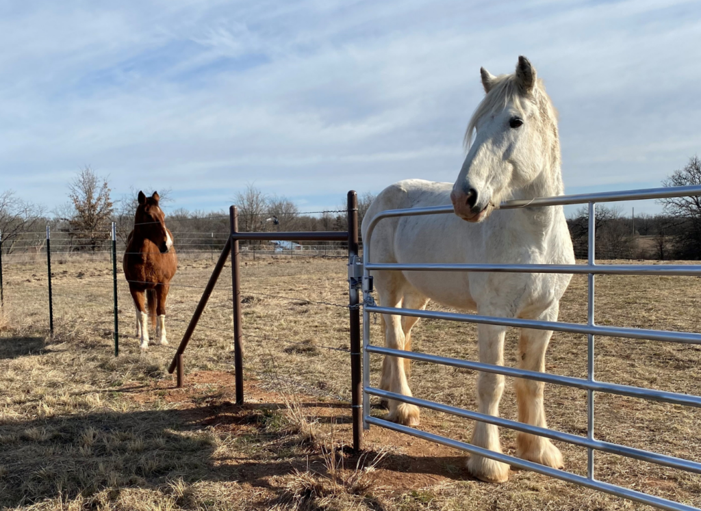 Announcing Animal Welfare, Equine Therapy and Land Conservation Grants