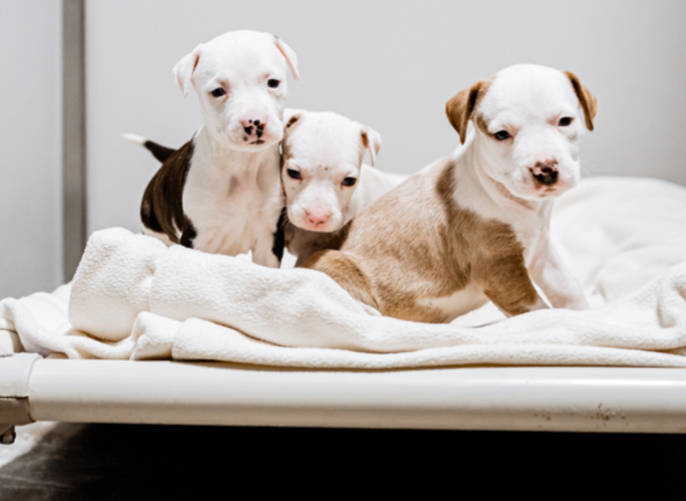 Photo of three puppies