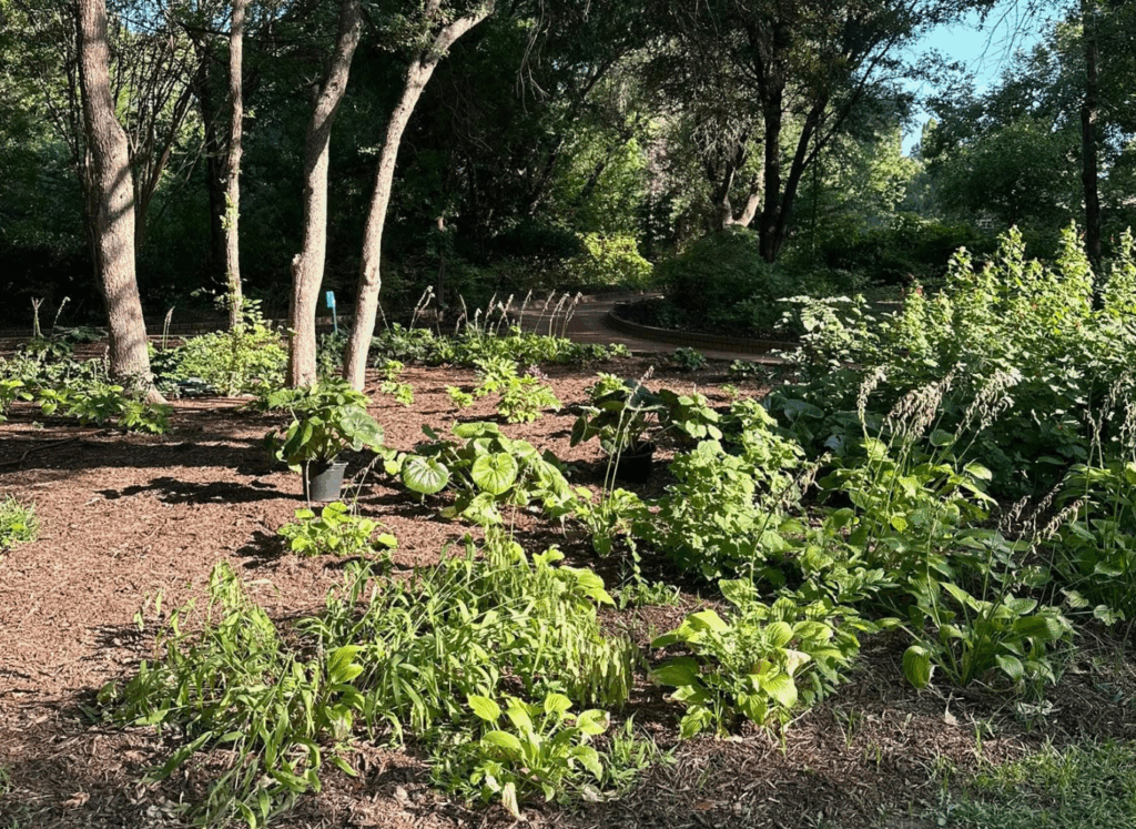 Woodland Garden Brings Tranquility to Clark Gardens